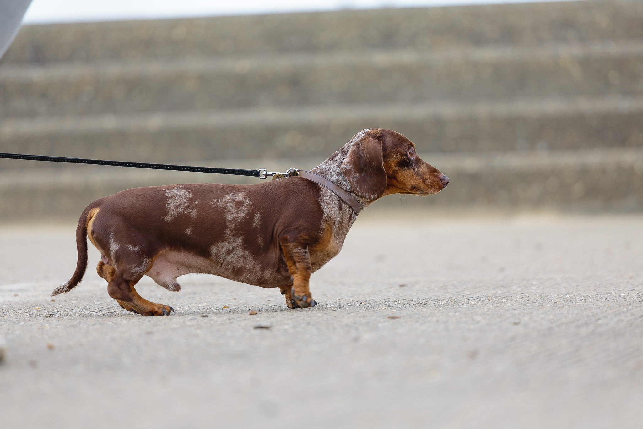 Southwold Sausage Walk March 2022 Foyers.Photography