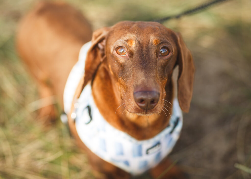 Documenting the Annual Southwold Sausage Dog Walk A Photographer's Perspective Foyers.Photography