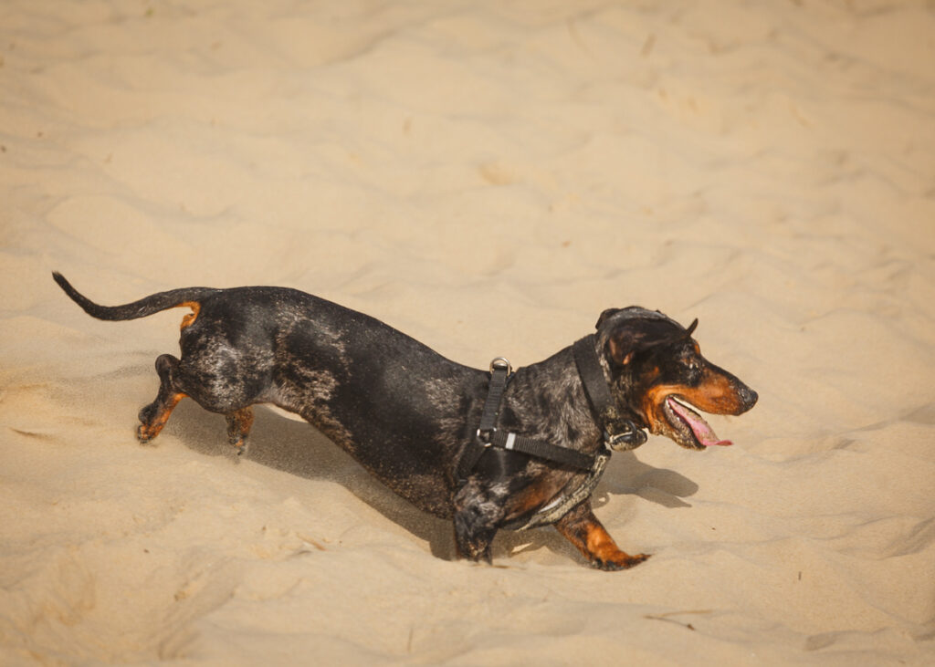 Documenting the Annual Southwold Sausage Dog Walk A Photographer's