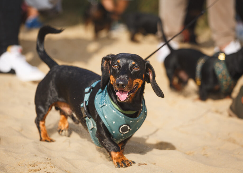 Documenting the Annual Southwold Sausage Dog Walk A Photographer's Perspective Foyers.Photography