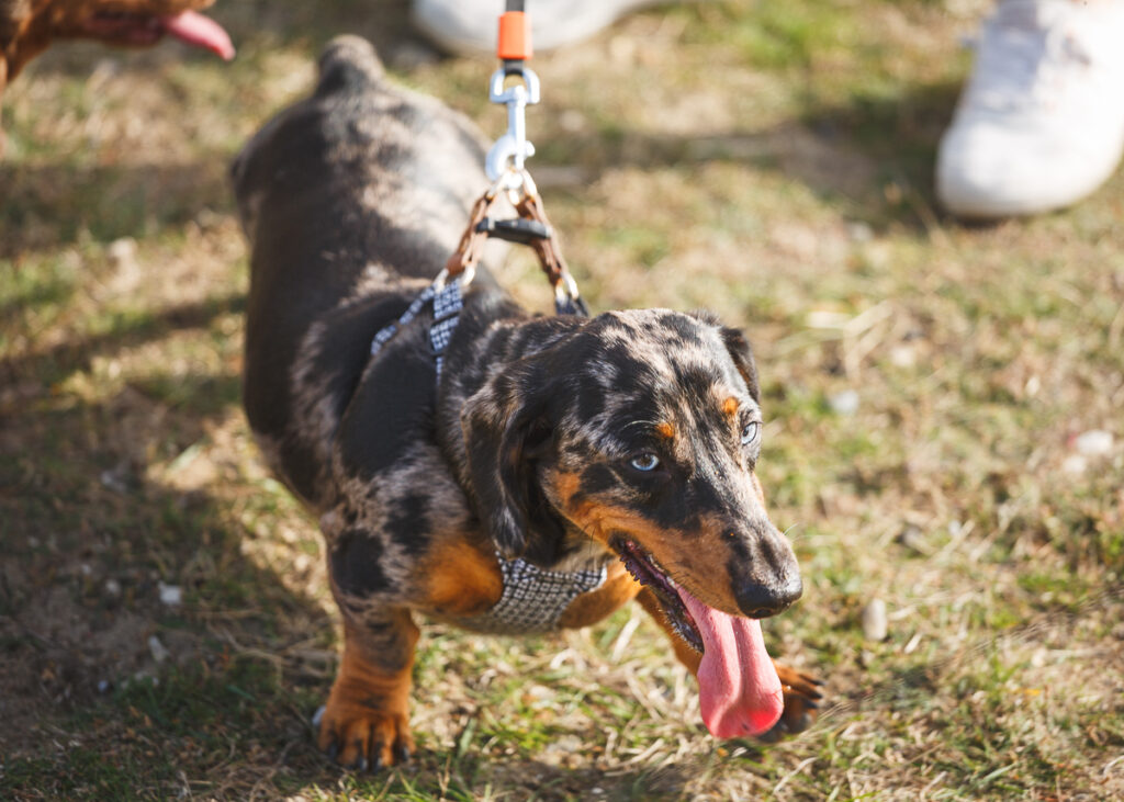 Documenting the Annual Southwold Sausage Dog Walk A Photographer's