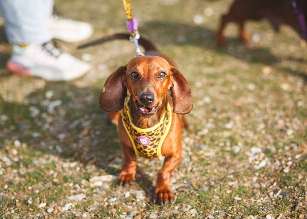Documenting the Annual Southwold Sausage Dog Walk A Photographer's